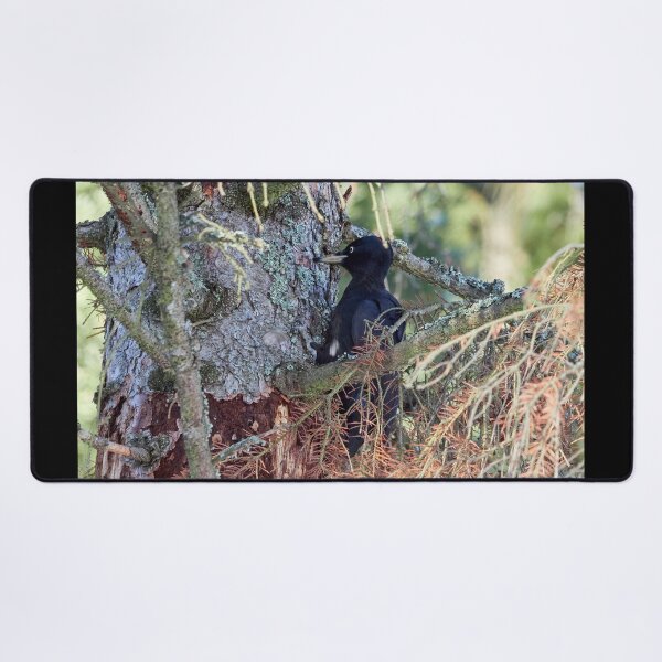 Item preview, Forester at work 2.  Black woodpecker designed and sold by Jouko Lehto Photography.