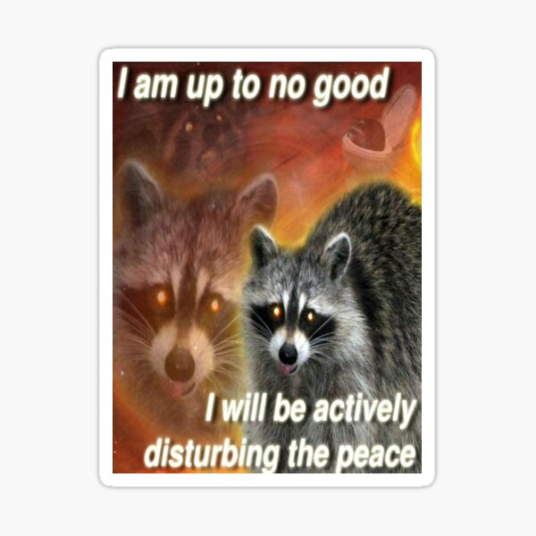 I am up to no good, I will be actively disturbing the peace - funny raccoon quote Sticker