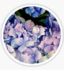 Watercolours - Hydrangea Sticker