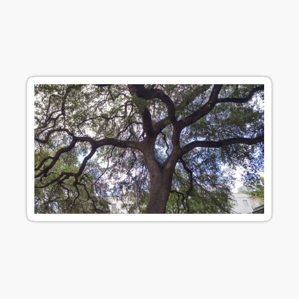 Item preview, Live Oak near Alamo Plaza, San Antonio TX designed and sold by BonWick's Stuff.