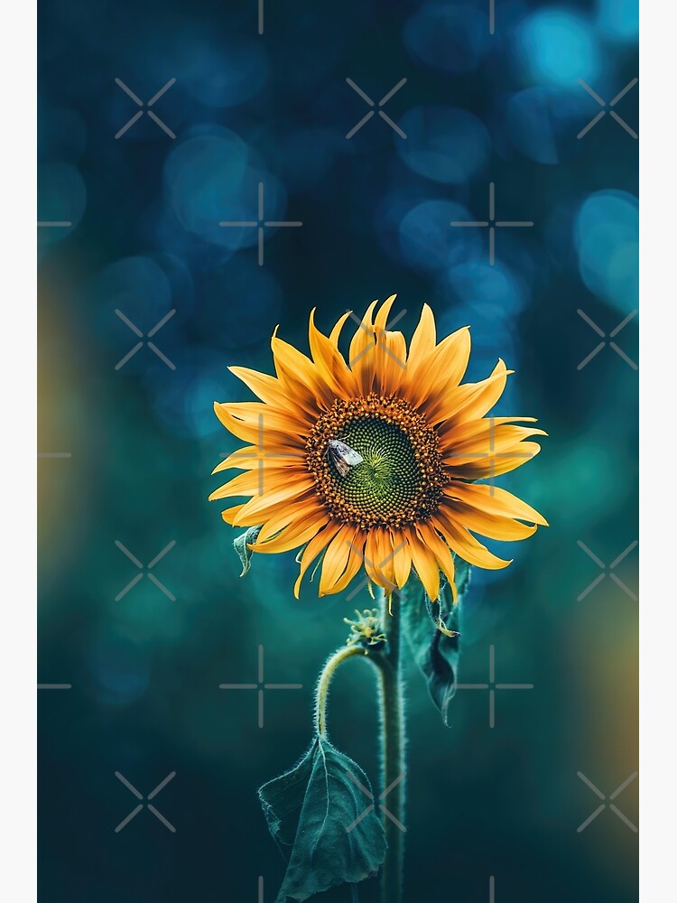 Tarjetas de felicitación «Primer plano de un girasol con una polilla  dormida, capturado contra el fondo azul del bokeh» de macroviewpoint |  Redbubble