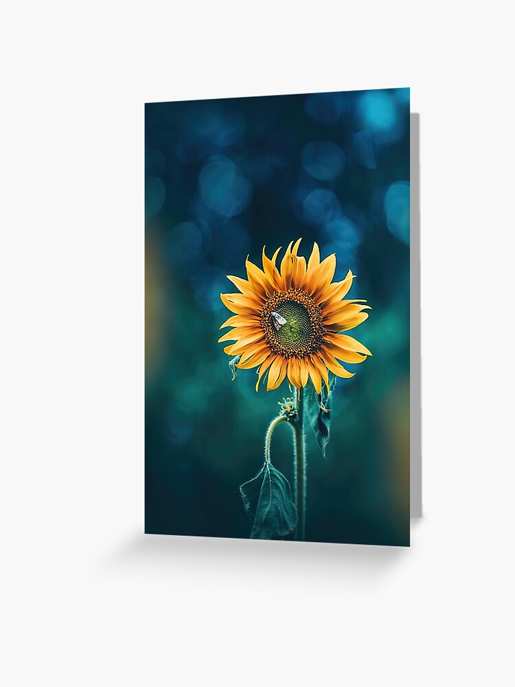 Tarjetas de felicitación «Primer plano de un girasol con una polilla  dormida, capturado contra el fondo azul del bokeh» de macroviewpoint |  Redbubble