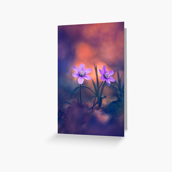 Macro of two pink anemone flowers in dreamy and magical scenery Greeting Card