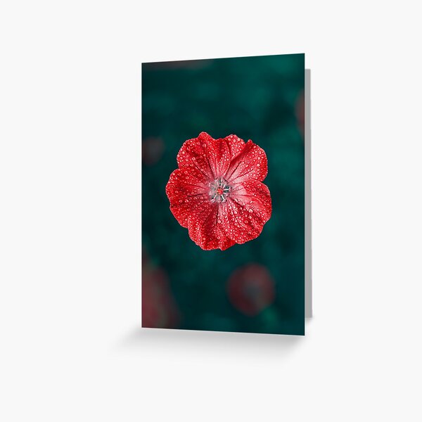 Macro of a red flower covered with dew water droplets. Bokeh bubbles on teal green background Greeting Card