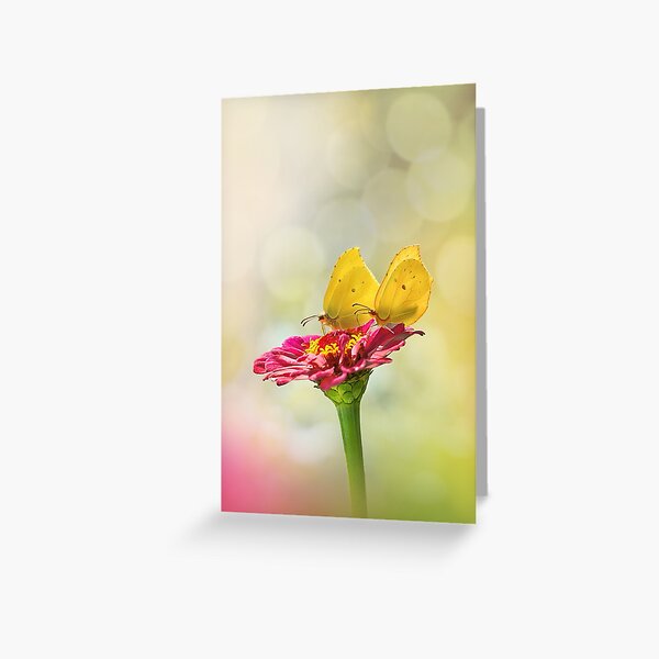 Macro of two yellow butterflies on a pink flower. Light, airy magical scenery with bokeh bubbles, blur and softness Greeting Card