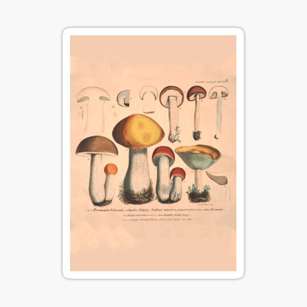 Item preview, Mushroom Painting of Boletus Aurantiacus, 1831.  designed and sold by BotanicalVibes.