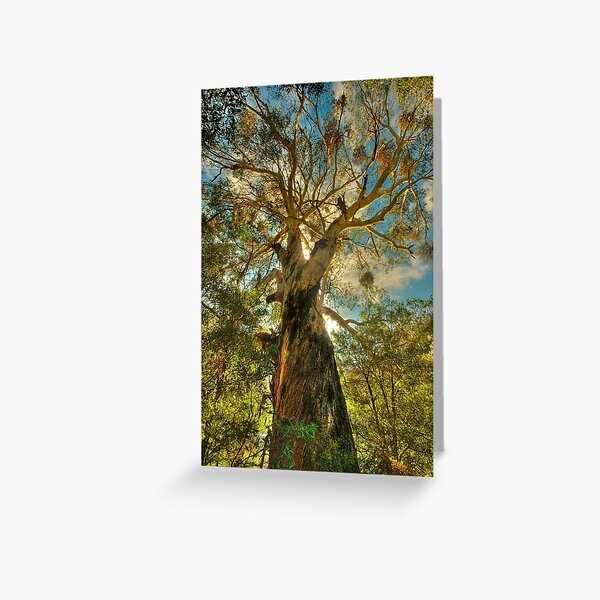 Item preview, Giant eucalypt designed and sold by Kevin McGennan.
