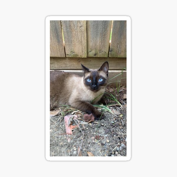 Beautiful Siamese cat with brilliant blue eyes Sticker