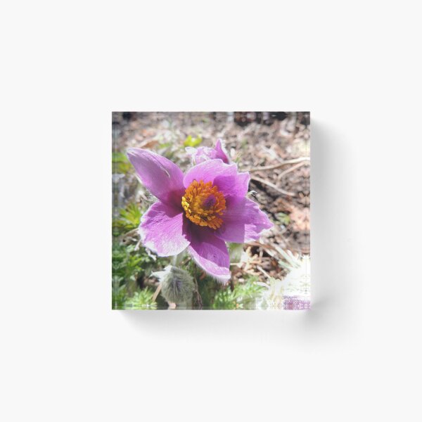 Pasque Flower Acrylic Block