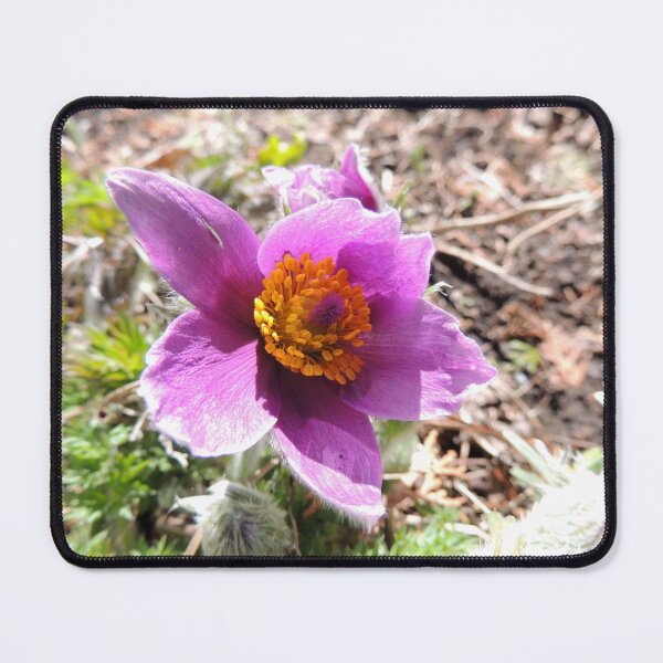 Pasque Flower Mouse Pad