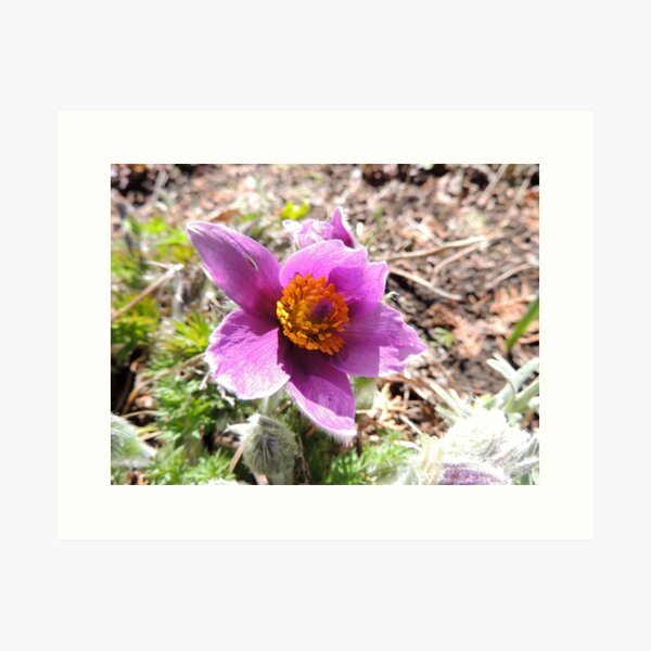 Pasque Flower Art Print