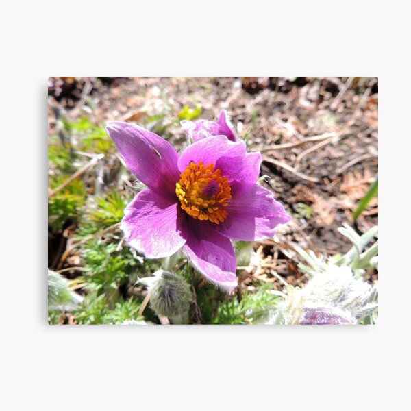 Pasque Flower Canvas Print
