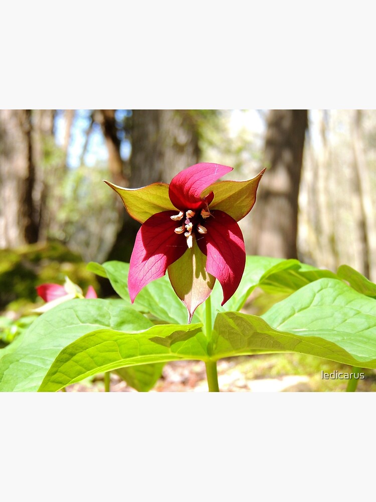 Red Trillium by ledicarus