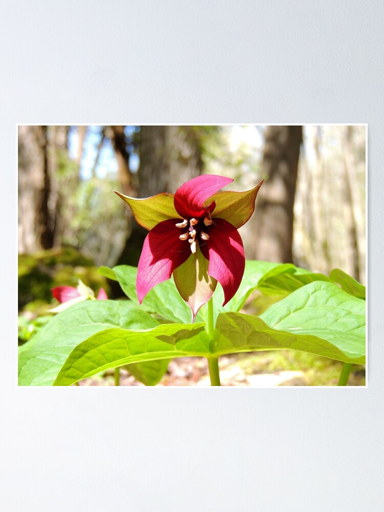 Alternate view of Red Trillium Poster