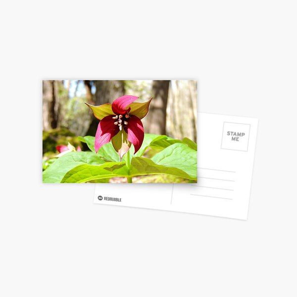 Red Trillium Postcard