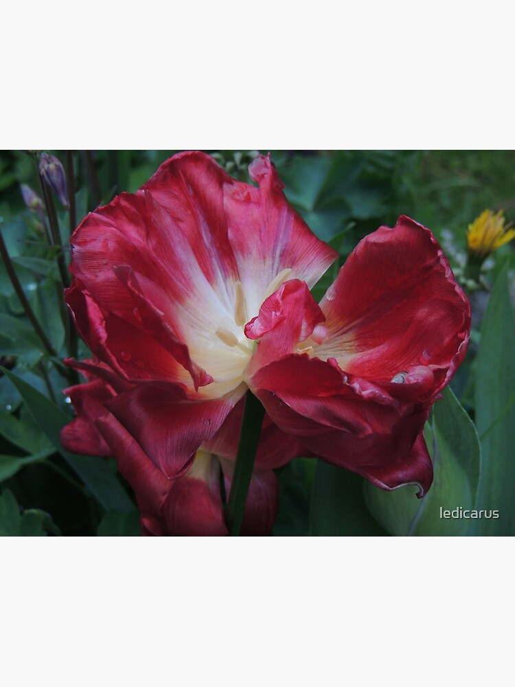 Rose of Sharon Bloom by ledicarus