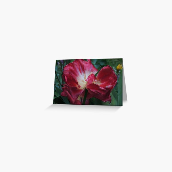 Rose of Sharon Bloom Greeting Card