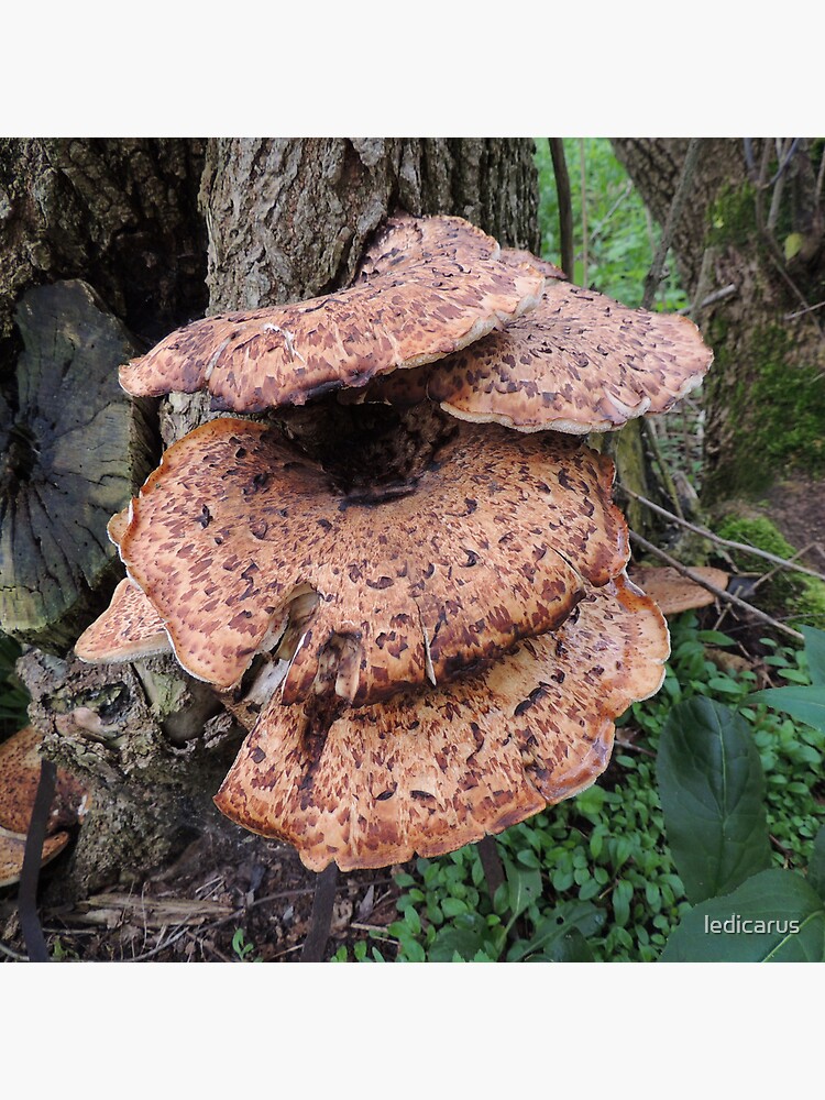 Fungi Family by ledicarus