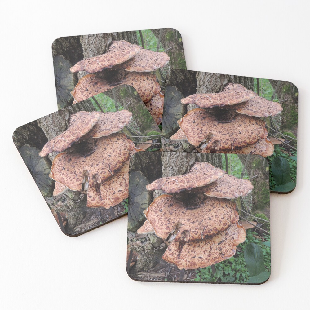 Fungi Family Coasters (Set of 4)