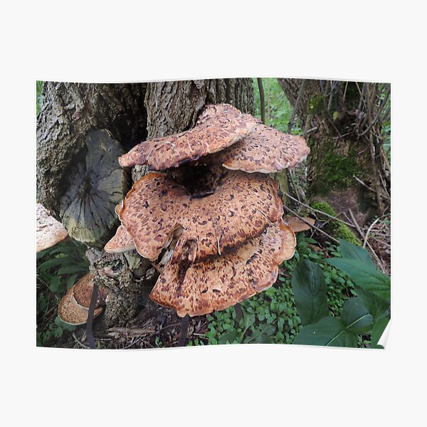 Fungi Family Poster
