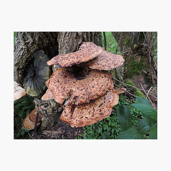 Fungi Family Photographic Print