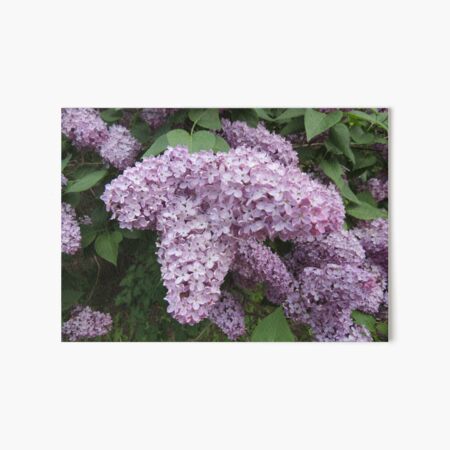 Lilacs In Bloom Art Board Print