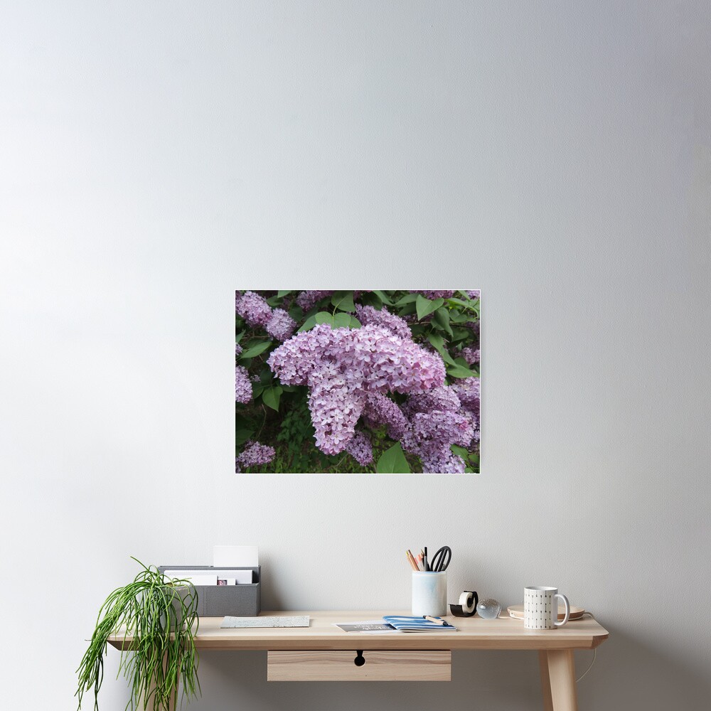 Lilacs In Bloom Poster