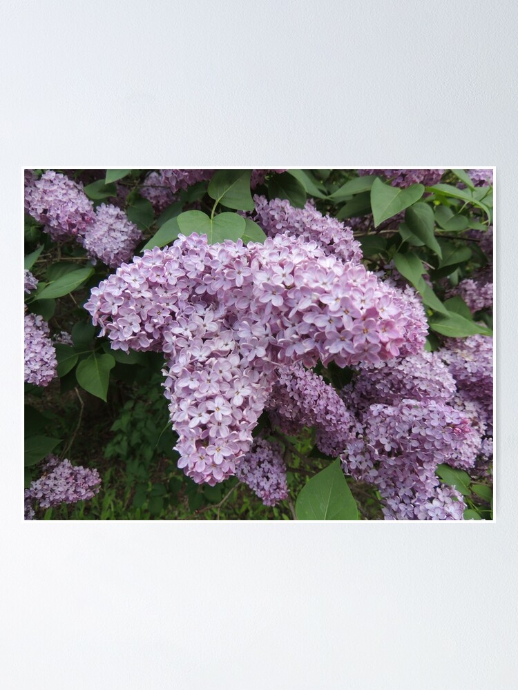 Alternate view of Lilacs In Bloom Poster