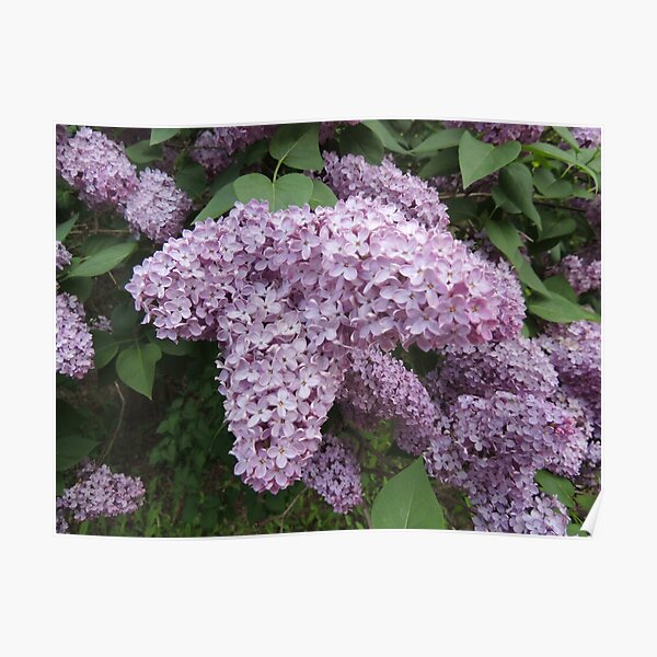 Lilacs In Bloom Poster