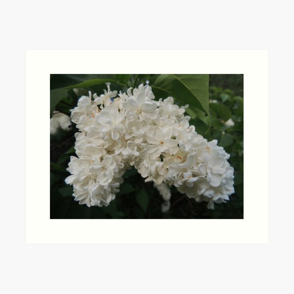 White Lilacs in Bloom Art Print