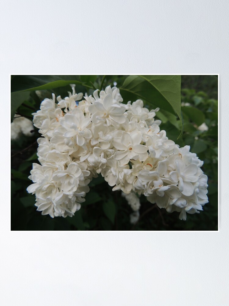 Alternate view of White Lilacs in Bloom  Poster