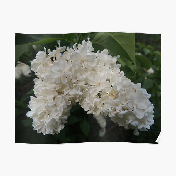 White Lilacs in Bloom  Poster