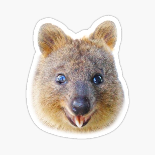 Quokka Face Gifts & Merchandise for Sale | Redbubble Quokka Face Gifts & Merchandise for Sale | Redbubble