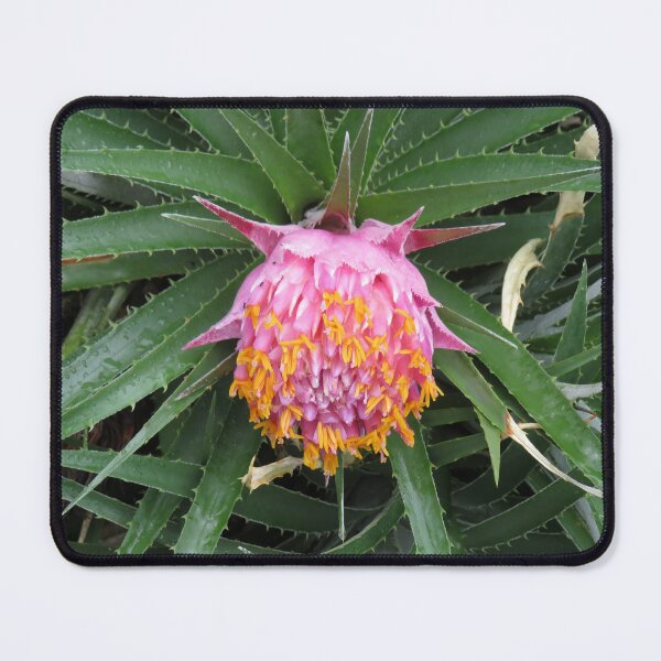Item preview, Pink and orange bromeliad designed and sold by greentiger1.