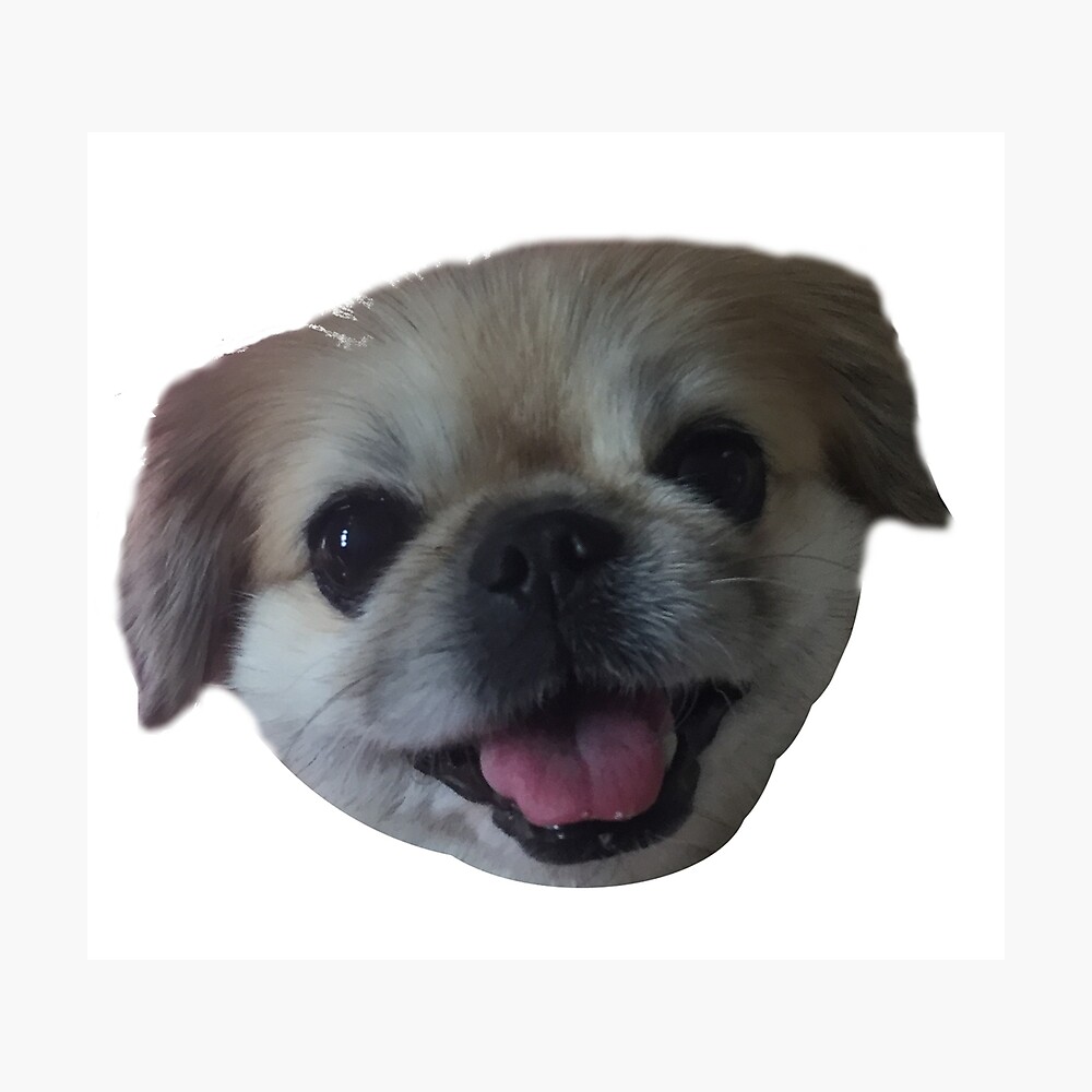 furreal friends lucy