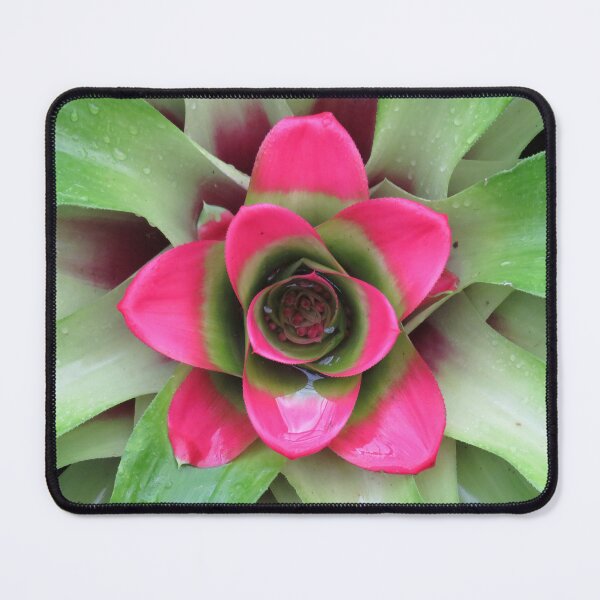 Artikelvorschau, Rosa Bromelie entworfen und verkauft von greentiger1.