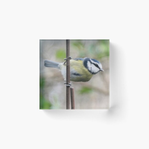Item preview, blue tit designed and sold by KathleenDawson.