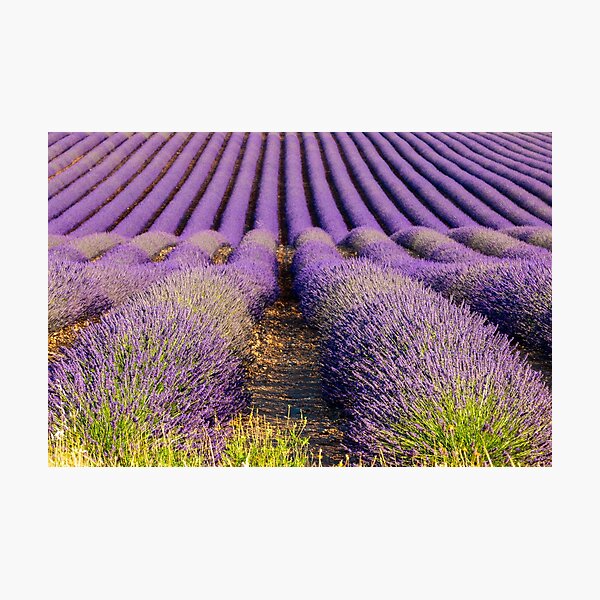 Lavender fields in Provence Photographic Print