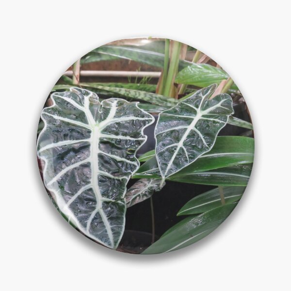 Item preview, Alocasia amazonica designed and sold by greentiger1.