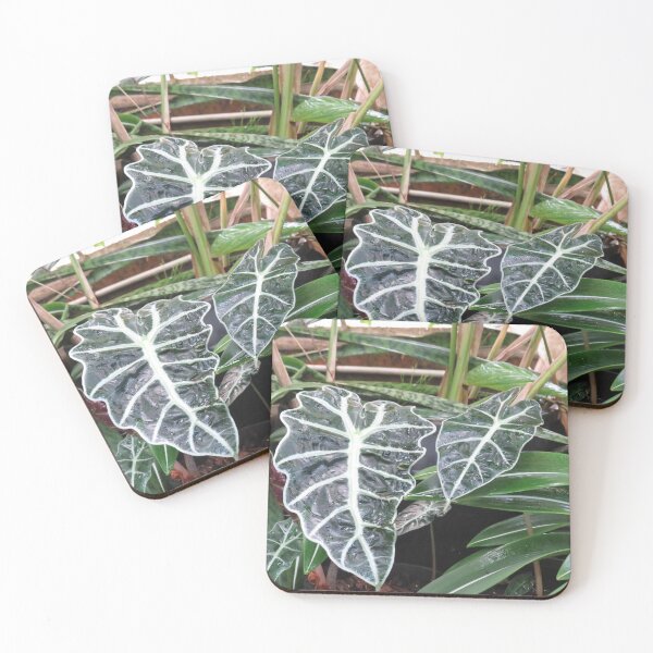 Item preview, Alocasia amazonica designed and sold by greentiger1.