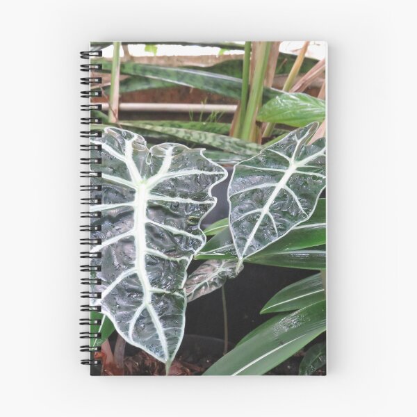 Item preview, Alocasia amazonica designed and sold by greentiger1.