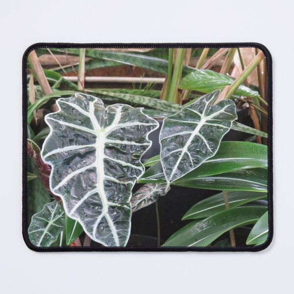 Item preview, Alocasia amazonica designed and sold by greentiger1.