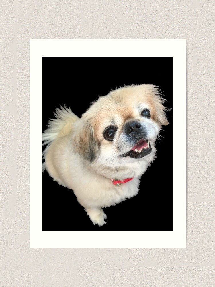 PEKINGESE AND CATS LOVELY LITTLE DOG PRINT MOUNTED READY TO FRAME
