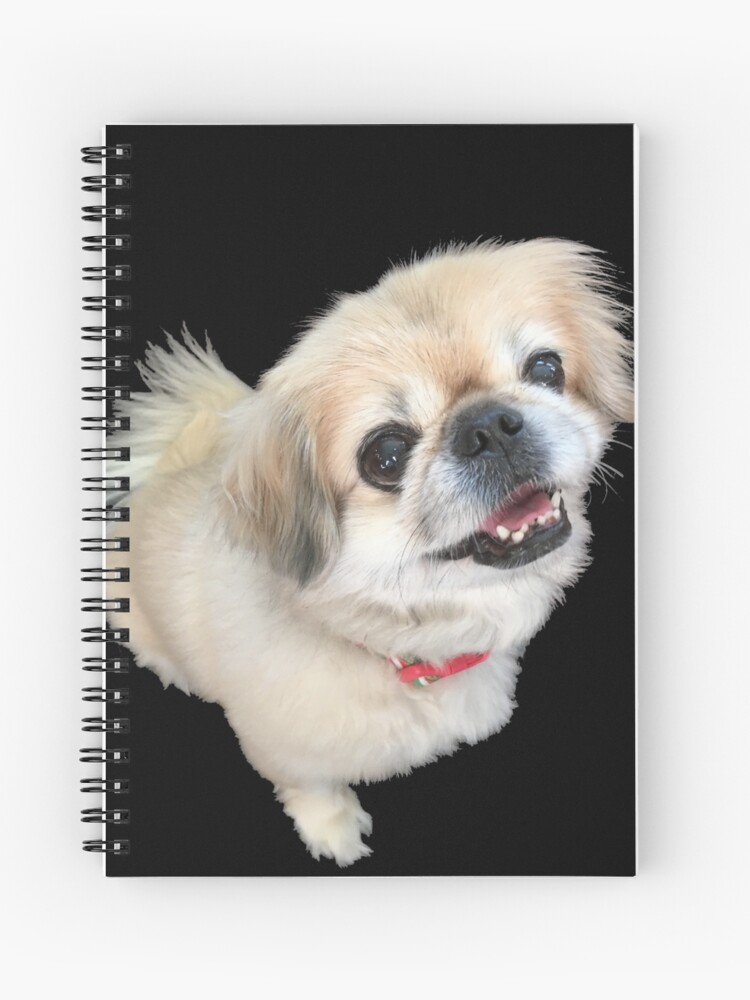 lucy furreal friends