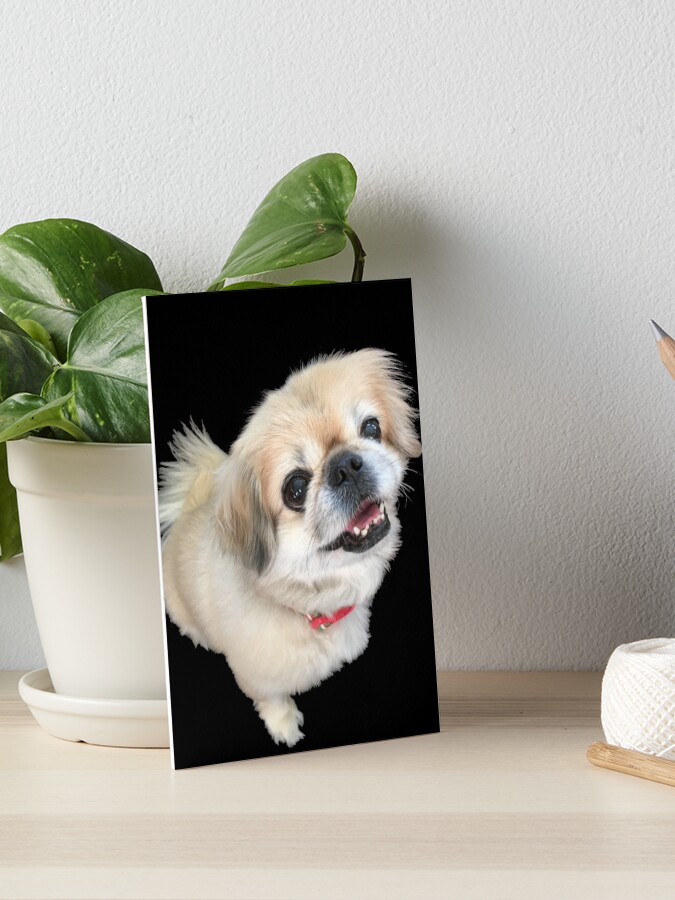 furreal friends lucy