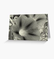 Morning Glory Stars Greeting Card