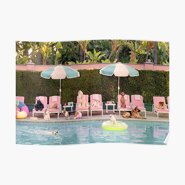 dogs at beverlys poolside Poster