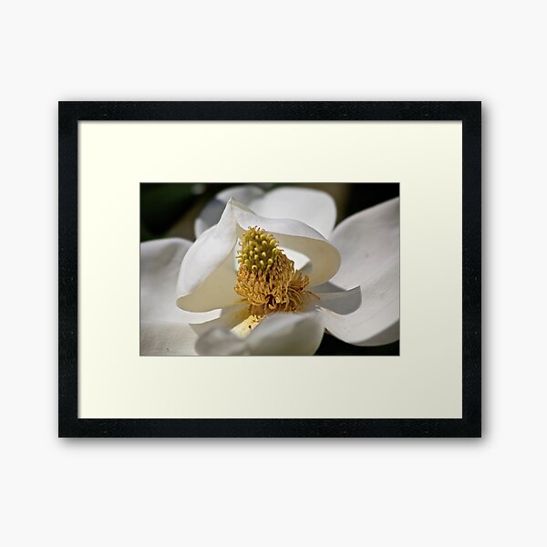 Magnolia II Framed Art Print