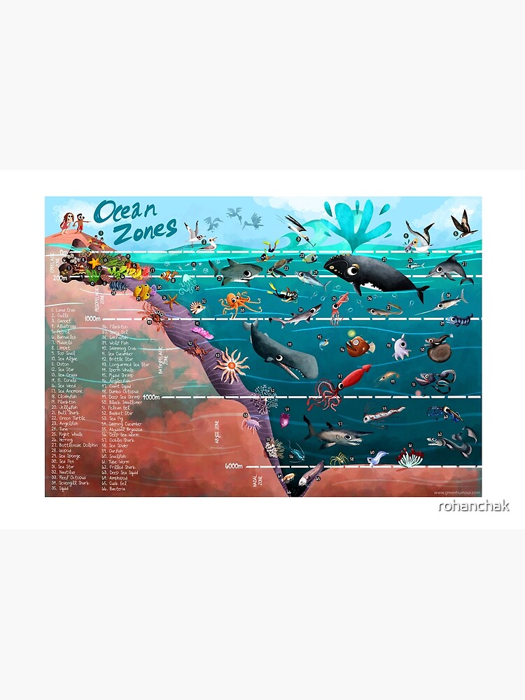 Ocean Zones Illustration
