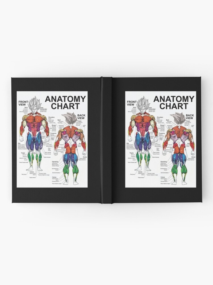 Pegatina Saiyan Anatomy Chart Muscle Diagram Anime Wo Vrogue Co